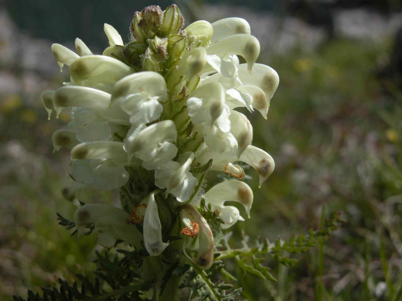 Lousewort, Crested flower